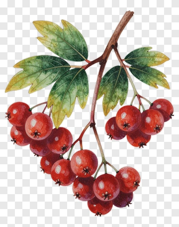 Watercolor Red Berries With Green Leaves PNG