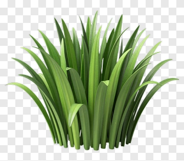Realistic Green Grass PNG