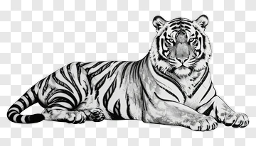 Black And White Tiger Lying Down PNG