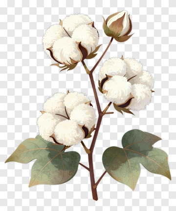 Cotton Plant With White Flowers PNG