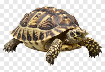 Tortoise Crawling On A Surface PNG