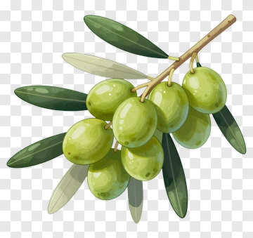 Green Olive Branch With Leaves PNG
