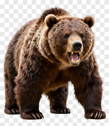 Realistic Grizzly Bear PNG