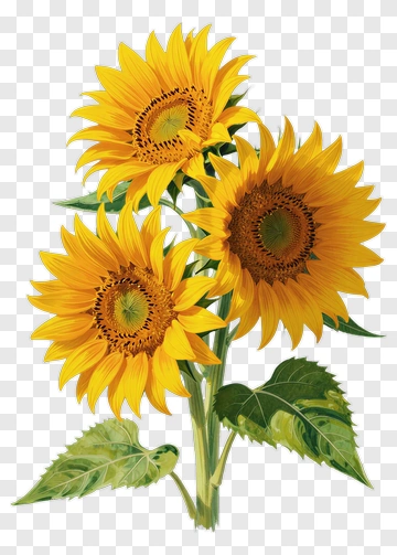 Sunflower Bouquet PNG