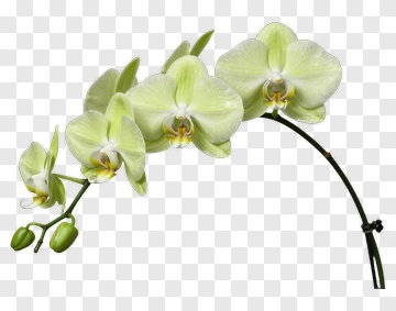 Green Orchid Flower PNG