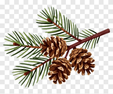 Pine Cone Branch With Green Needles PNG