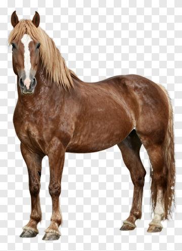 Brown Horse Standing Proudly PNG