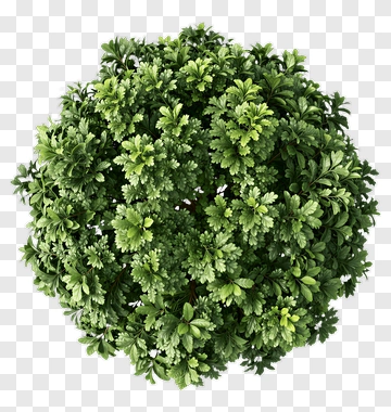 Green Bush PNG