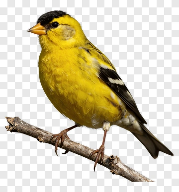 Yellow Bird Perched On A Branch PNG