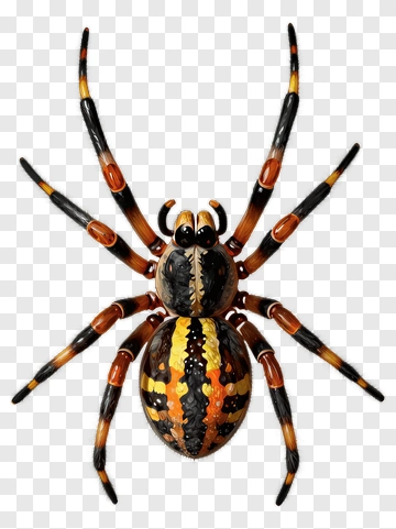 Realistic Spider With Orange And Black Stripes PNG