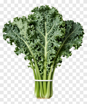 Fresh Kale Bunch PNG