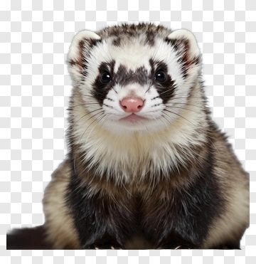 Ferret With Distinctive Facial Markings PNG