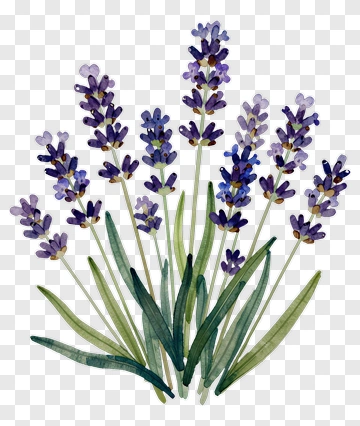 Watercolor Lavender Bouquet PNG