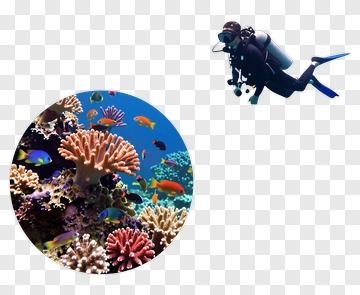Scuba Diver Exploring Coral Reef PNG