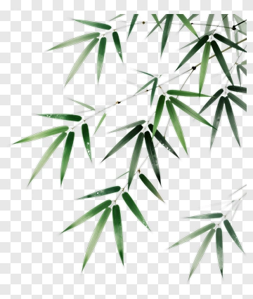 Bamboo Leaves PNG