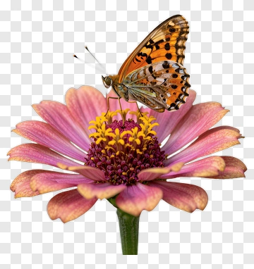 Butterfly On A Pink Flower PNG