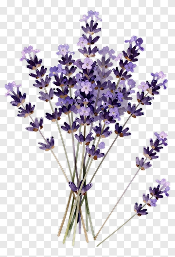 Lavender Bouquet PNG
