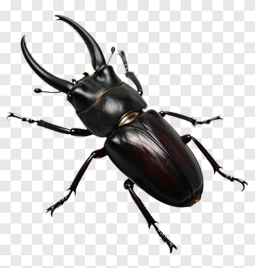 Realistic Stag Beetle PNG