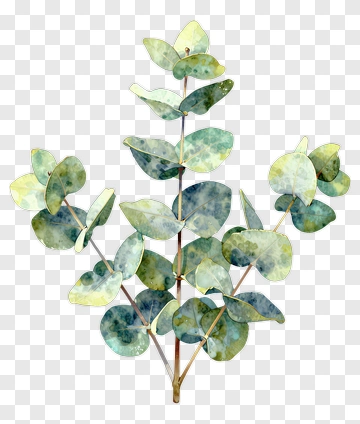 Watercolor Eucalyptus Plant PNG