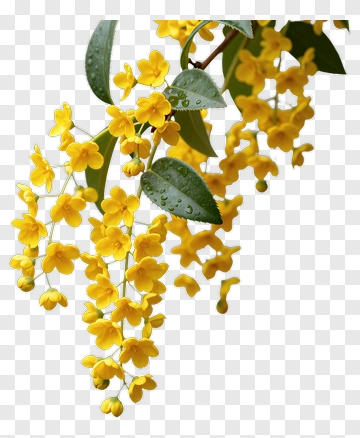 Yellow Flowering Plant PNG