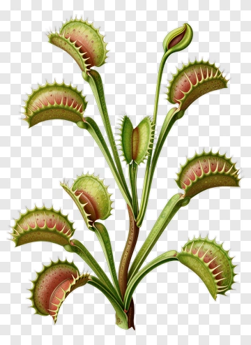 Venus Flytrap Plant PNG