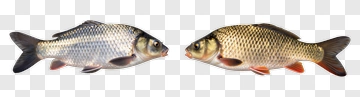 Two Fish Facing Each Other PNG