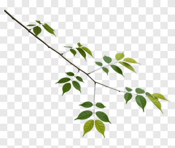 Green Leafy Branch PNG