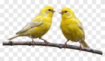 Canaries Sitting On A Branch PNG