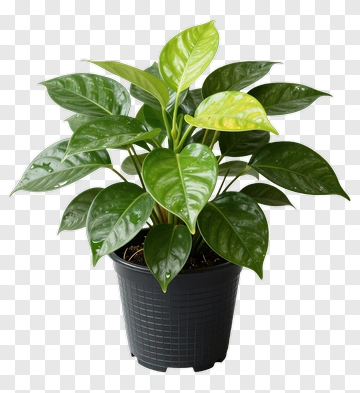 Green Potted Plant PNG