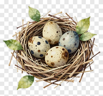 Nest With Four Speckled Eggs And Green Leaves PNG