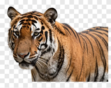Tiger With Striking Orange And Black Stripes PNG