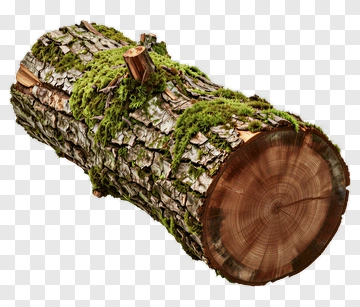 Log Covered In Moss PNG
