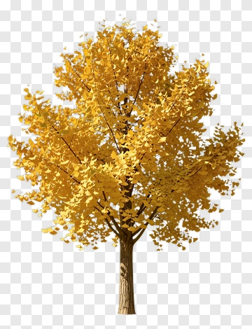 Colorful Tree PNG