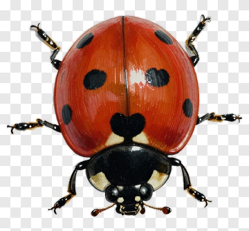 Realistic Ladybug With Black Spots PNG