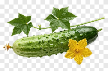 Fresh Cucumber With Leaves And Flower PNG