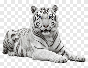 White Tiger Lying Down PNG