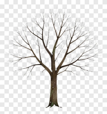 Bare Tree PNG