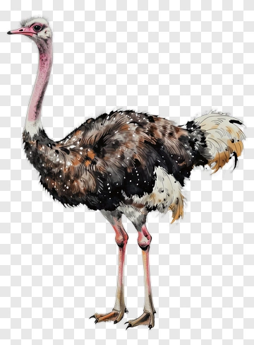 Ostrich Standing On Two Legs PNG