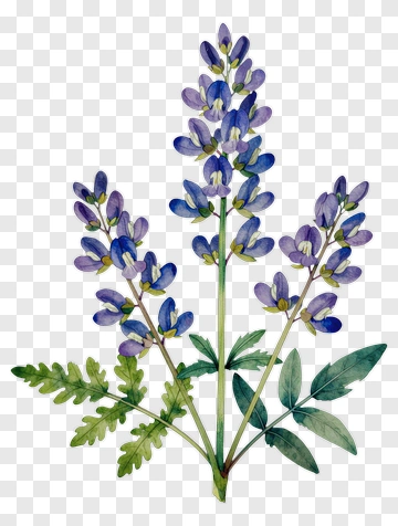 Watercolor Bluebonnet Flower Arrangement PNG