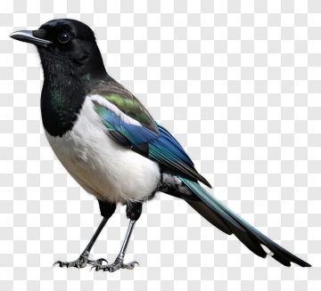Colorful Eurasian Magpie PNG