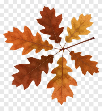 Colorful Autumn Leaves PNG
