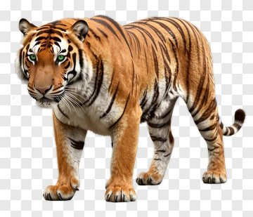 Realistic Tiger PNG