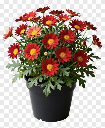 Colorful Potted Red Daisies PNG
