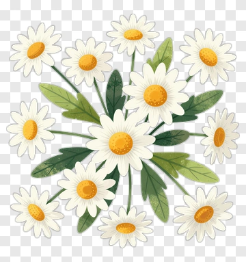 Daisy Flower Bouquet PNG