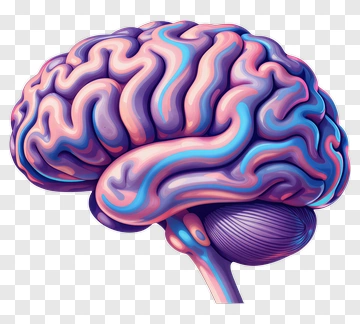 Colorful Brain Illustration PNG