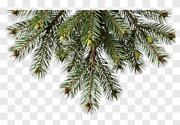 Pine Tree Branch PNG
