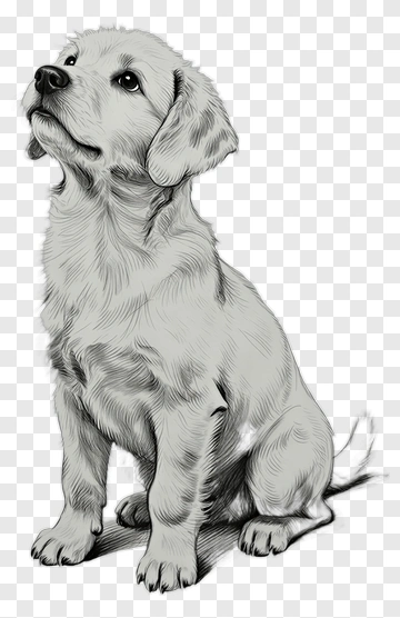 Sketch Of A Sitting Golden Retriever Puppy PNG