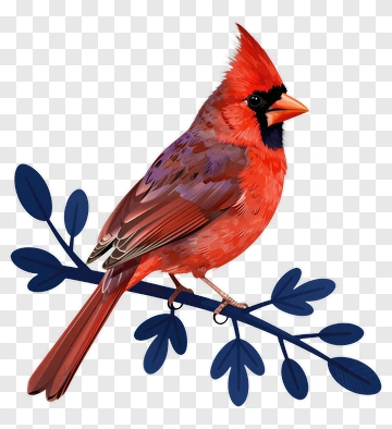 Red Cardinal Sitting On A Branch PNG