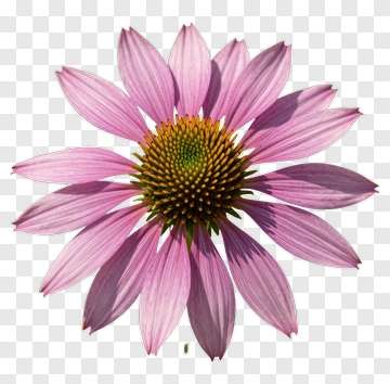 Pink Flower With Spiky Center PNG