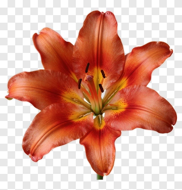 Orange Lily Flower PNG
